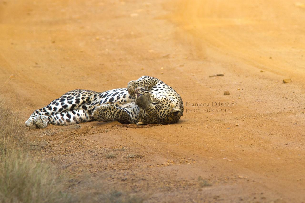Hotel Willpattu Wild Watch Habawewa Esterno foto