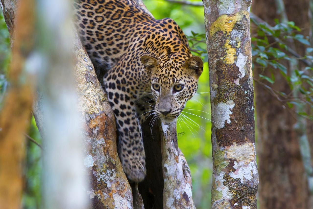 Hotel Willpattu Wild Watch Habawewa Esterno foto