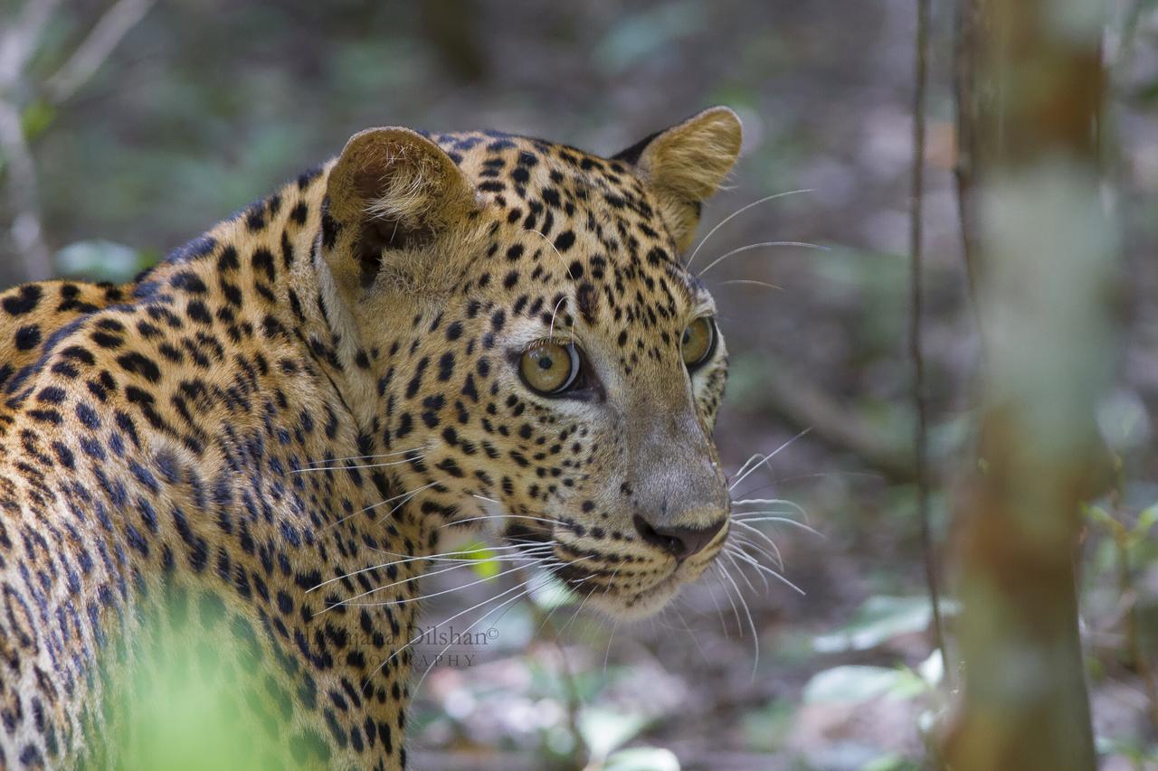 Hotel Willpattu Wild Watch Habawewa Esterno foto