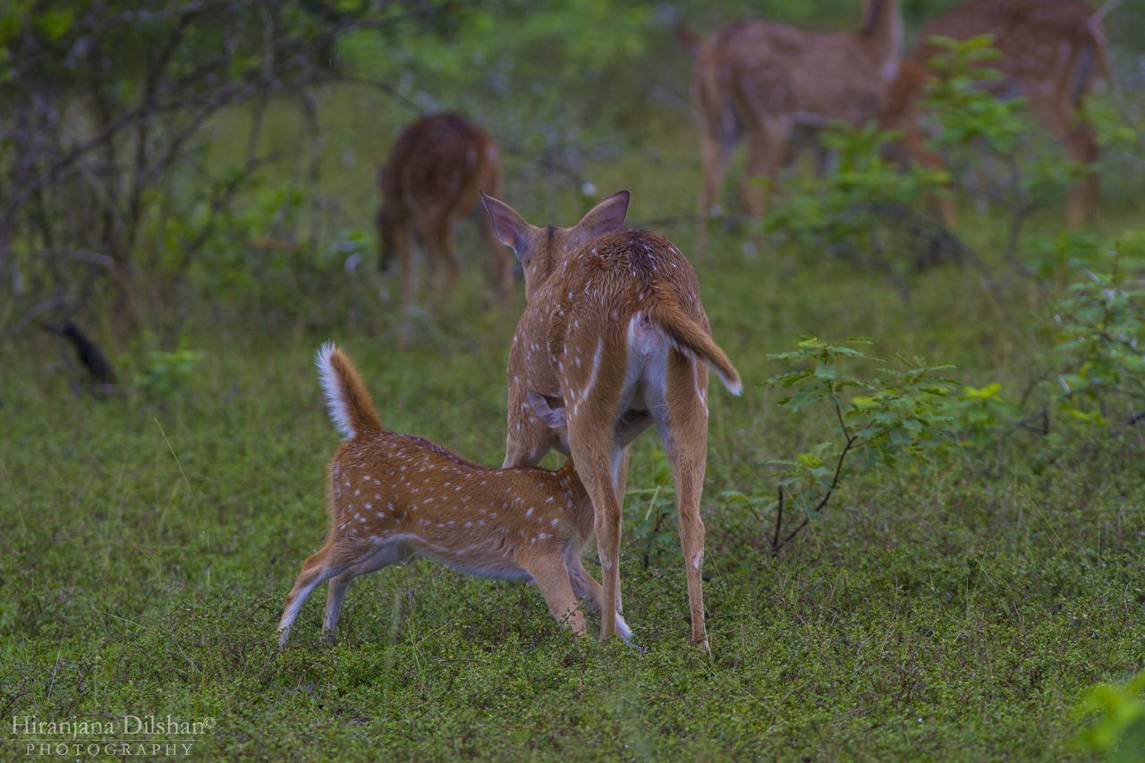 Hotel Willpattu Wild Watch Habawewa Esterno foto